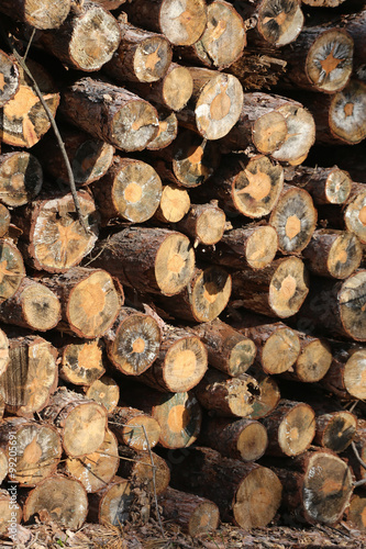 Woodpile of freshly cut lumber awaiting distribution