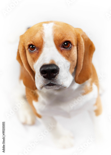 portrait of young beagle dog © Mara Zemgaliete