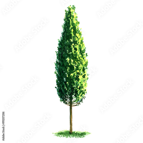Vászonkép Beautiful fresh green poplar tree isolated on white background