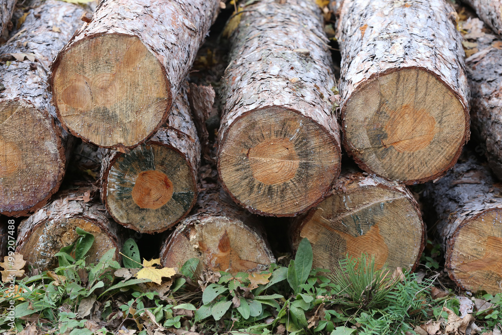 Pine tree stumps in autumn forest in row Pine tree stumps in autumn forest in row