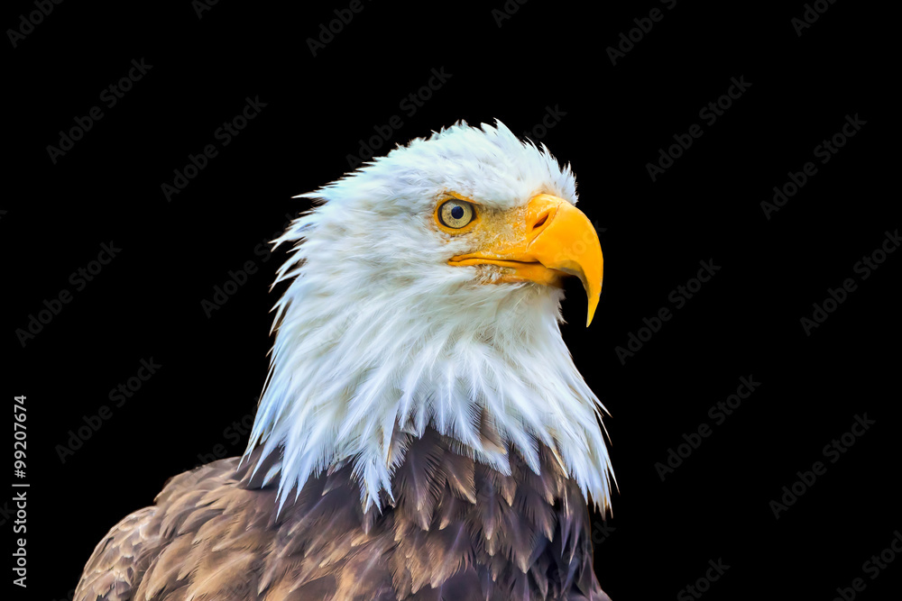 Portrait of a bald eagle (lat. haliaeetus leucocephalus) in black background, Alaska,USA Portrait of a bald eagle (lat. haliaeetus leucocephalus) in black background, Alaska,USA