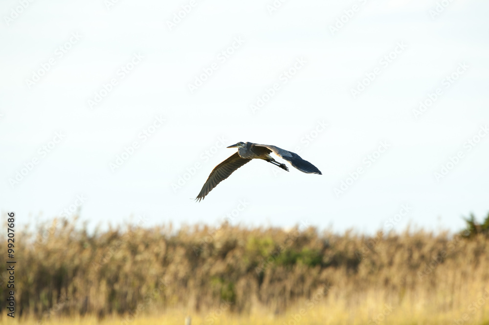 Obraz premium Great Blue Heron over marsh