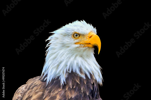 Portrait of a bald eagle (lat. haliaeetus leucocephalus) in black background, Alaska,USA