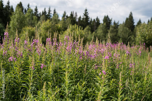 Blossoming willow-herb narrow-leaved.Ivan tea