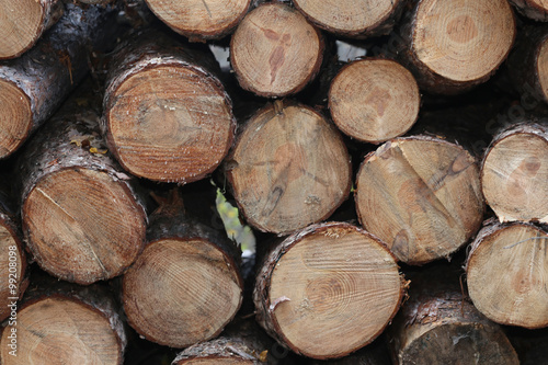 Timber logging in autumn forest without people