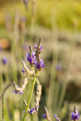 Lavender (Lavandula angustifolia, officinalis)