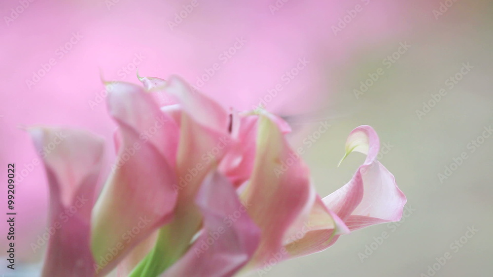 Hummingbird with pink calla lilies Hummingbird with pink calla lilies