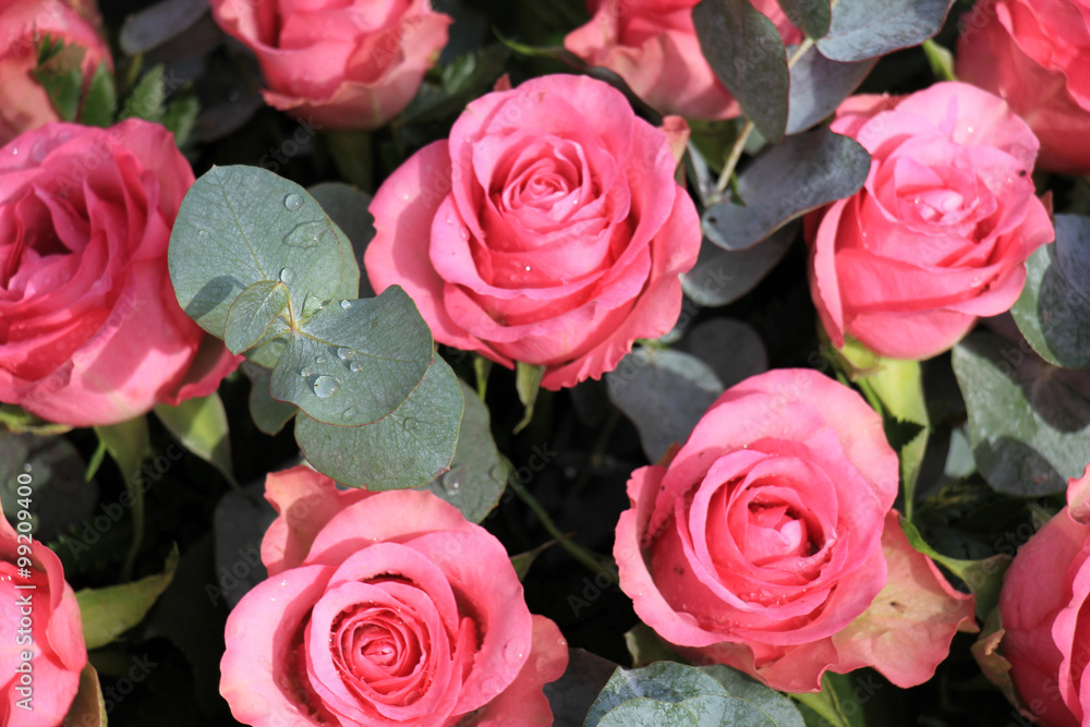 Pink roses and eucalyptus Pink roses and eucalyptus
