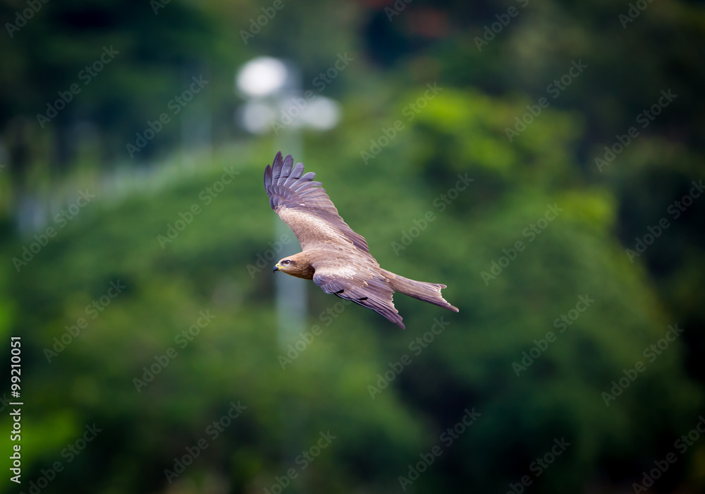 Black Kite India soaring in the thermals searching for food in Bangalore India. Black Kite India soaring in the thermals searching for food in Bangalore India.