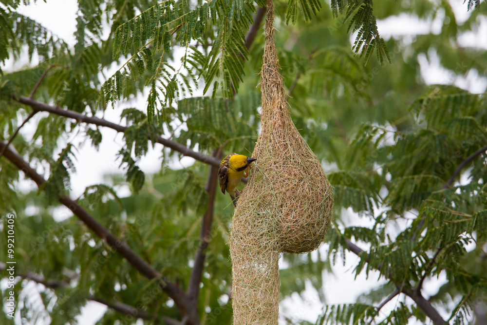 Baya Weavers nest colonies are usually found on thorny trees or palm fronds and the nests are often built near water or hanging over water where predators cannot easily reach their nests. Baya Weavers nest colonies are usually found on thorny trees or palm fronds and the nests are often built near water or hanging over water where predators cannot easily reach their nests.