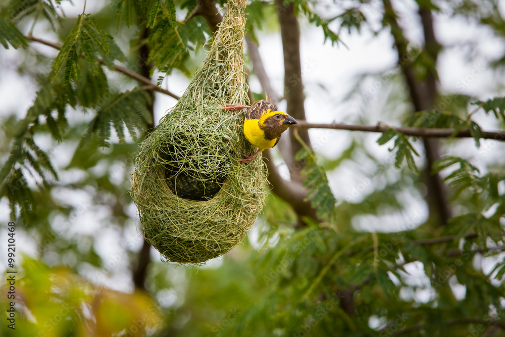Baya Weavers nest colonies are usually found on thorny trees or palm fronds and the nests are often built near water or hanging over water where predators cannot easily reach their nests.