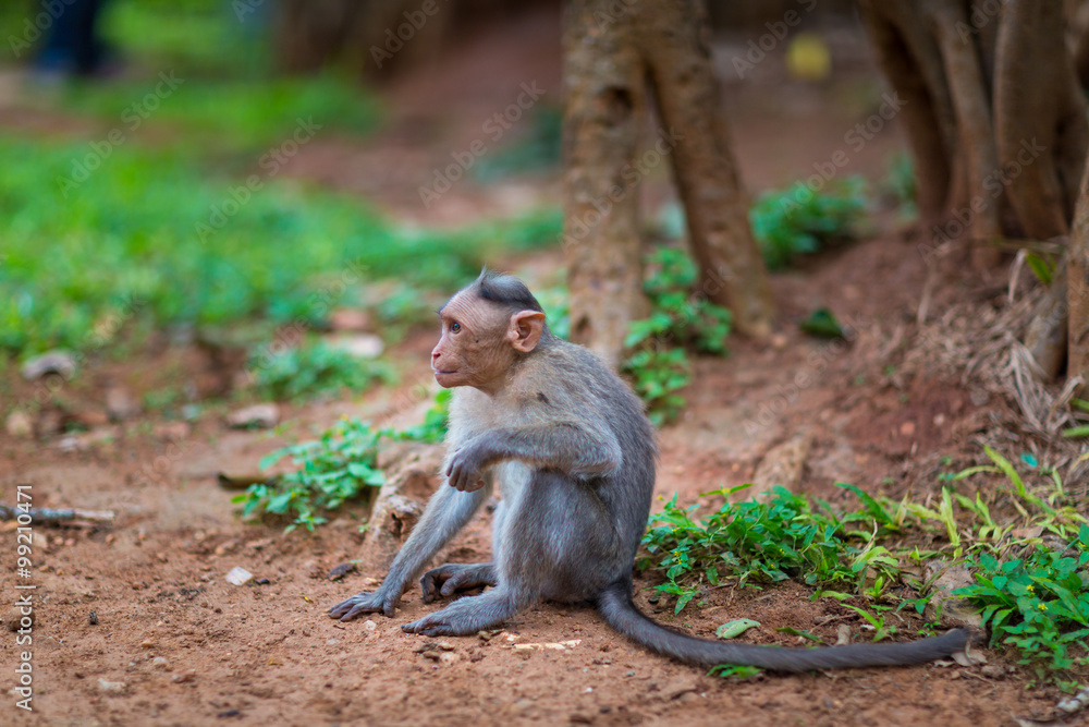 Obraz premium The bonnet macaque is a macaque endemic to southern India. Its distribution is limited by the Indian Ocean on three sides and the Godavari, Tapti Rivers along with a related species of rhesus macaque.