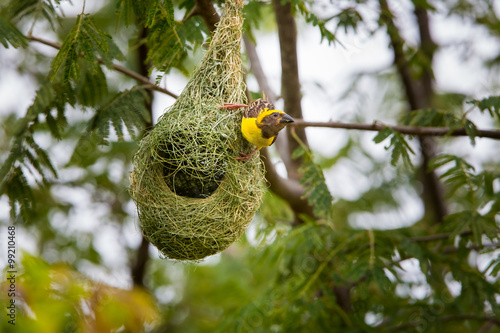 Obraz na płótnie Baya Weavers nest colonies are usually found on thorny trees or palm fronds and the nests are often built near water or hanging over water where predators cannot easily reach their nests. w salonie