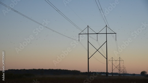 High voltage power lines rise out of a marsh and into the sky.  The lines transmit electricity and make an obstacle for a large flock of Red-wing Blackbirds, but the fly over the transmission lines.