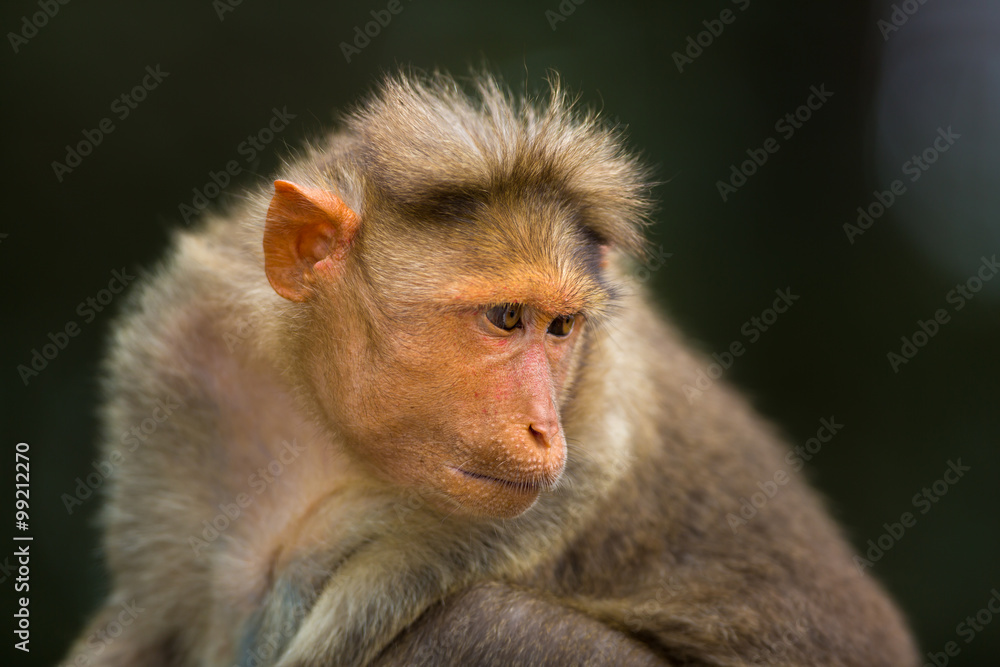 The Macaque diaries. The bonnet macaque is a macaque endemic to southern India. Its distribution is limited by the Indian Ocean macaque. These art part of the big Banyan tree troop Bangalore India. The Macaque diaries. The bonnet macaque is a macaque endemic to southern India. Its distribution is limited by the Indian Ocean macaque. These art part of the big Banyan tree troop Bangalore India.