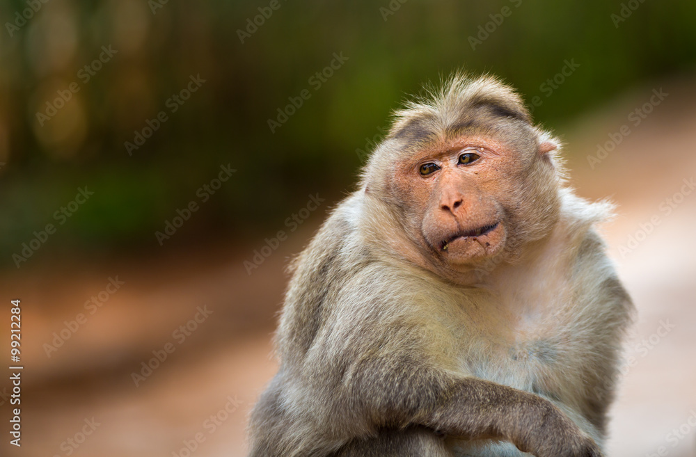 The Macaque diaries. The bonnet macaque is a macaque endemic to southern India. Its distribution is limited by the Indian Ocean macaque. These art part of the big Banyan tree troop Bangalore India. The Macaque diaries. The bonnet macaque is a macaque endemic to southern India. Its distribution is limited by the Indian Ocean macaque. These art part of the big Banyan tree troop Bangalore India.
