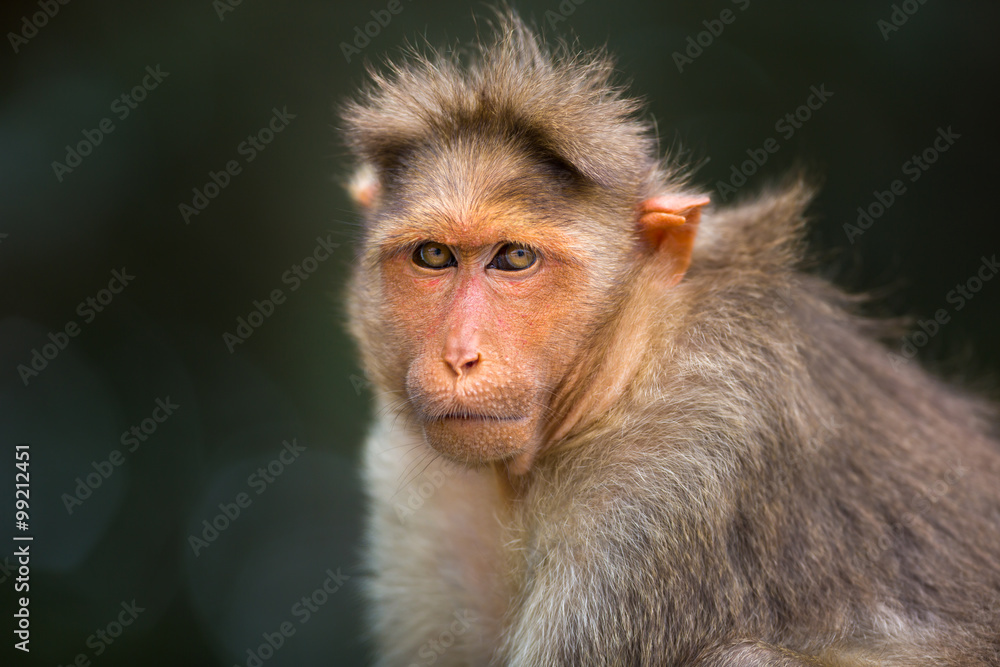 The bonnet macaque is a macaque endemic to southern India. Its distribution is widespread and is common in major cities where it can become a nuisance with its foraging activities. The bonnet macaque is a macaque endemic to southern India. Its distribution is widespread and is common in major cities where it can become a nuisance with its foraging activities.