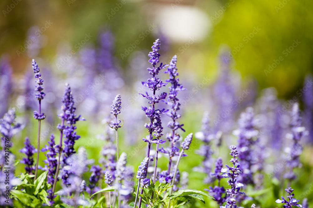 Obraz premium lavender flowers, close-up, selective focus
