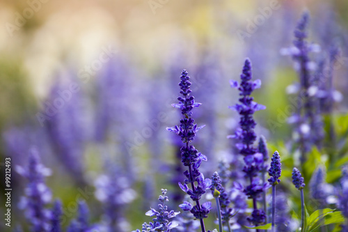 lavender flowers, close-up, selective focus