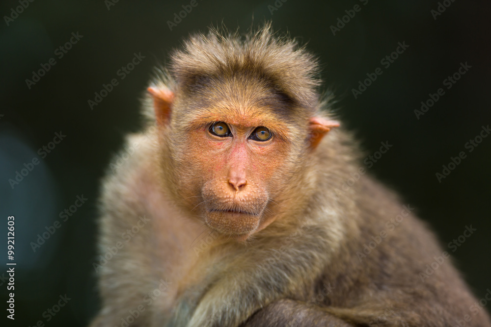 The Macaque diaries. The bonnet macaque is a macaque endemic to southern India. Its distribution is limited by the Indian Ocean macaque. These art part of the big Banyan tree troop Bangalore India. The Macaque diaries. The bonnet macaque is a macaque endemic to southern India. Its distribution is limited by the Indian Ocean macaque. These art part of the big Banyan tree troop Bangalore India.