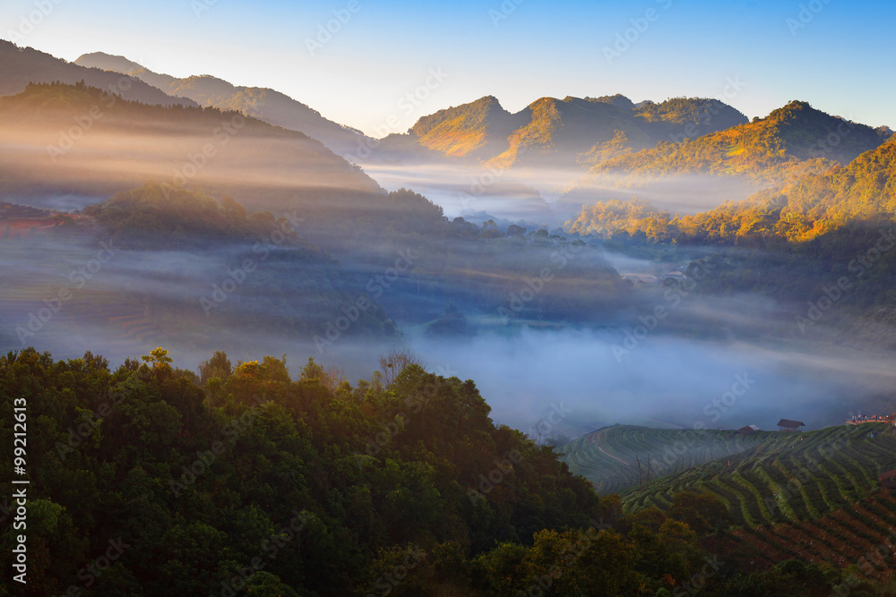 Obraz premium Mglisty poranny wschód słońca na plantacji herbaty i chacie w Doi Ang Khang