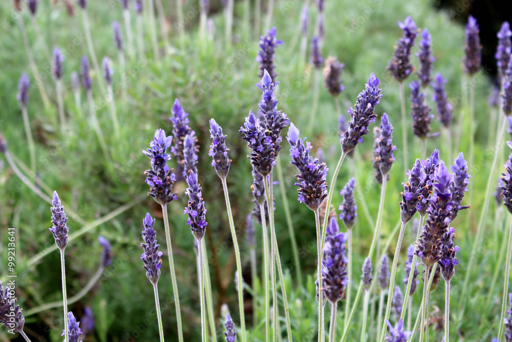 Obraz premium lawendowy ogród ziołowy Lavandula dentata