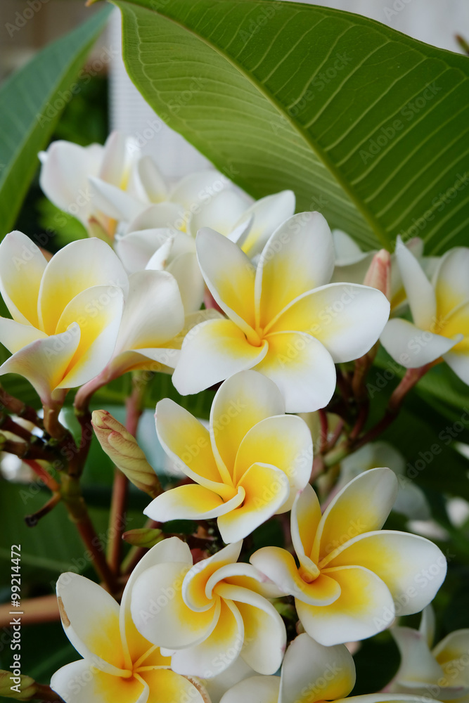 Obraz premium white frangipani tropical flower, plumeria flower fresh blooming