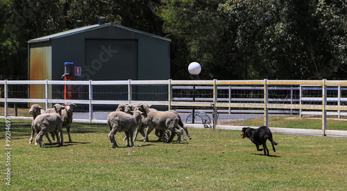 sheep dog show in paradise country aussie farm,gold coast,australia