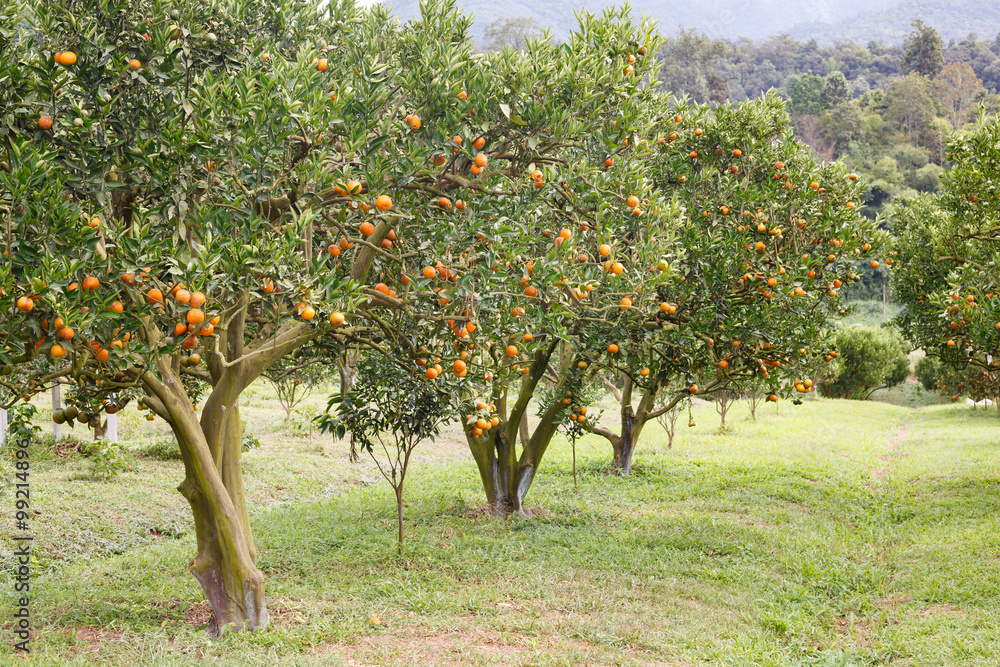 Fototapeta premium Orange tree garden
