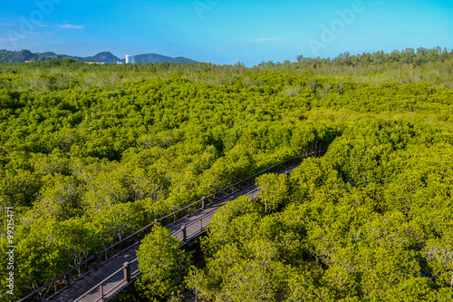 the way of mangrove forest