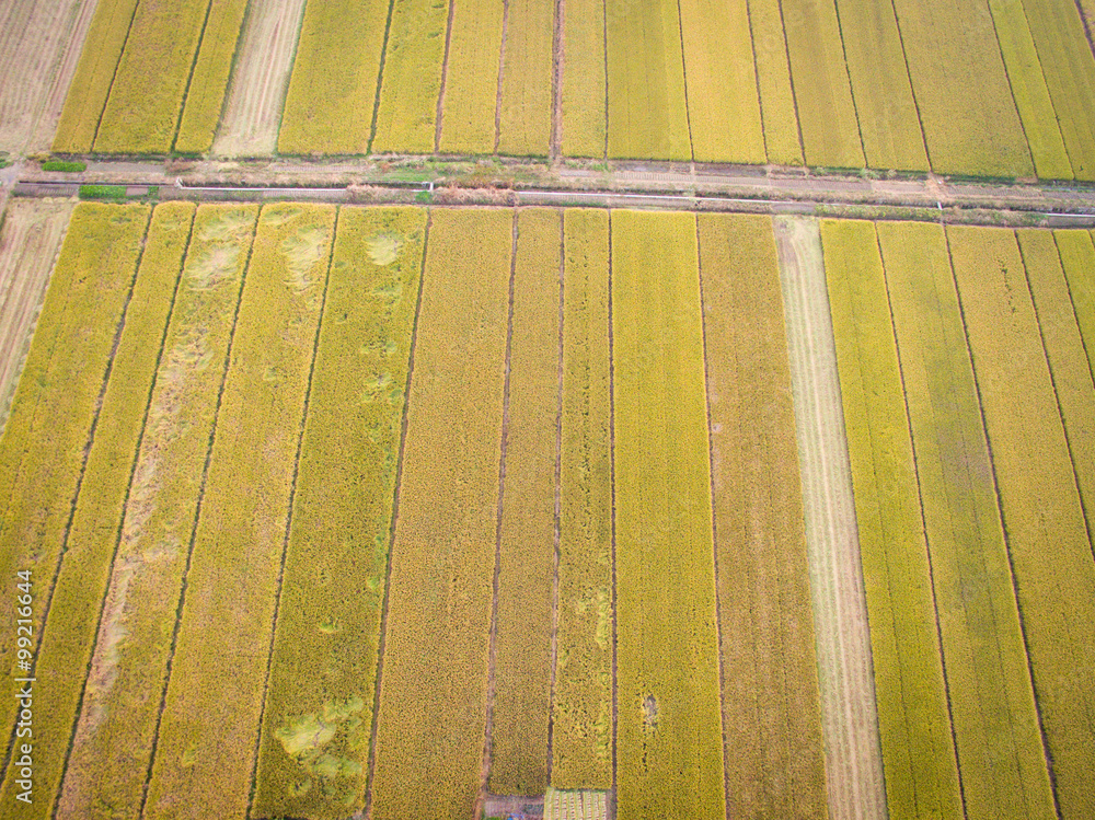 Aerial view of rural paddy
