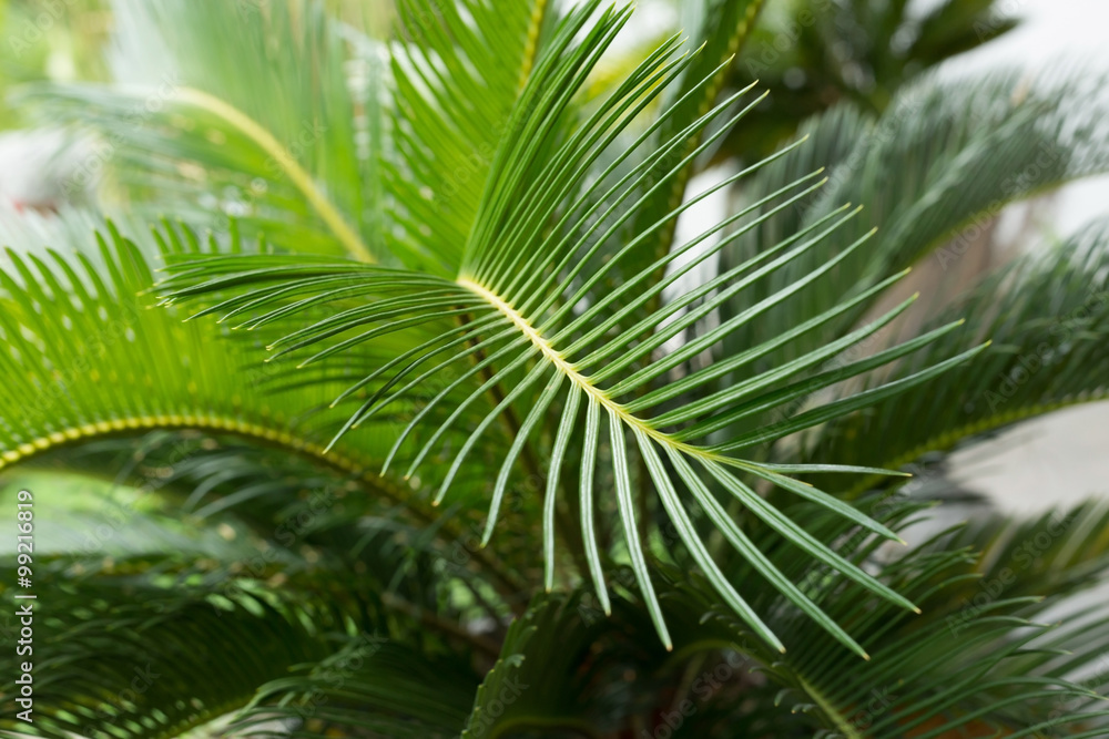 green leaf natural background green leaf natural background