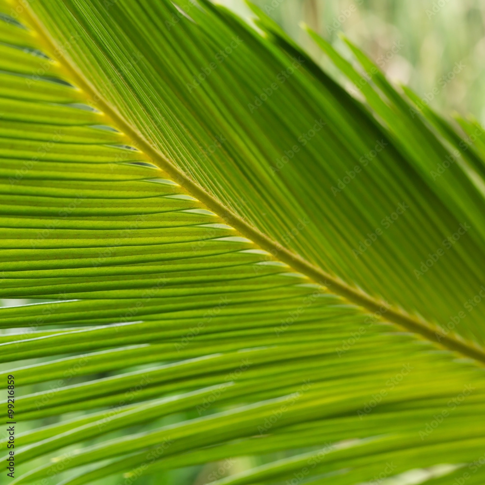 Obraz premium green leaf natural background