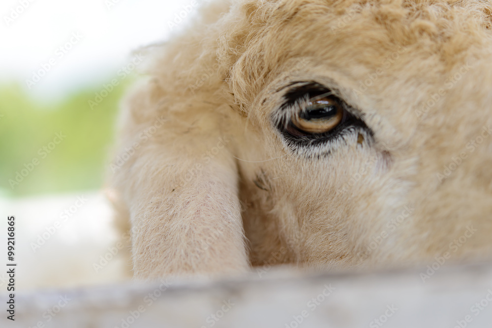 Obraz premium Closeup sheep in farm.