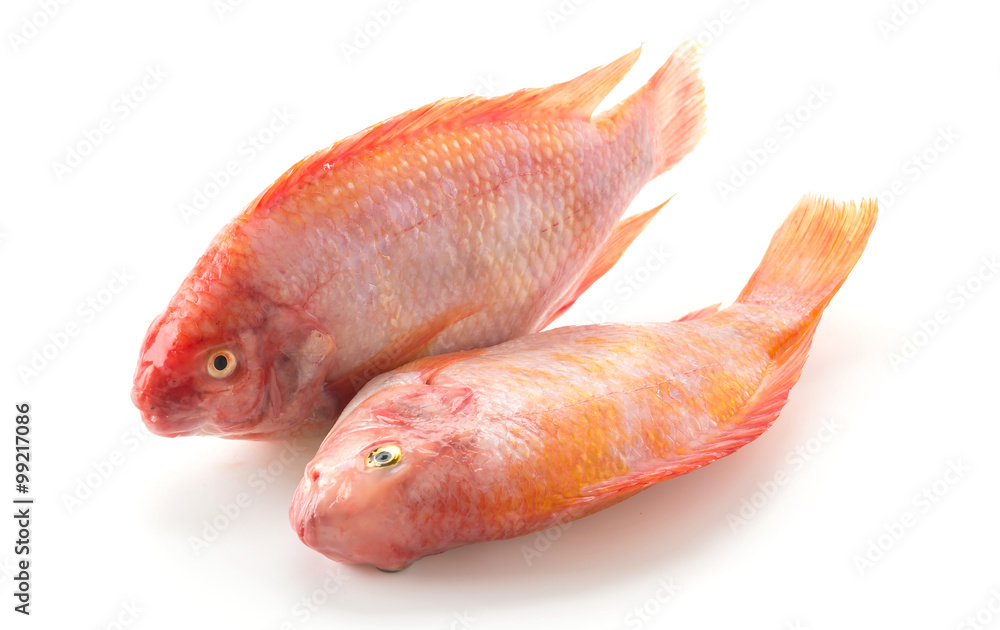 Obraz premium Red Tilapia