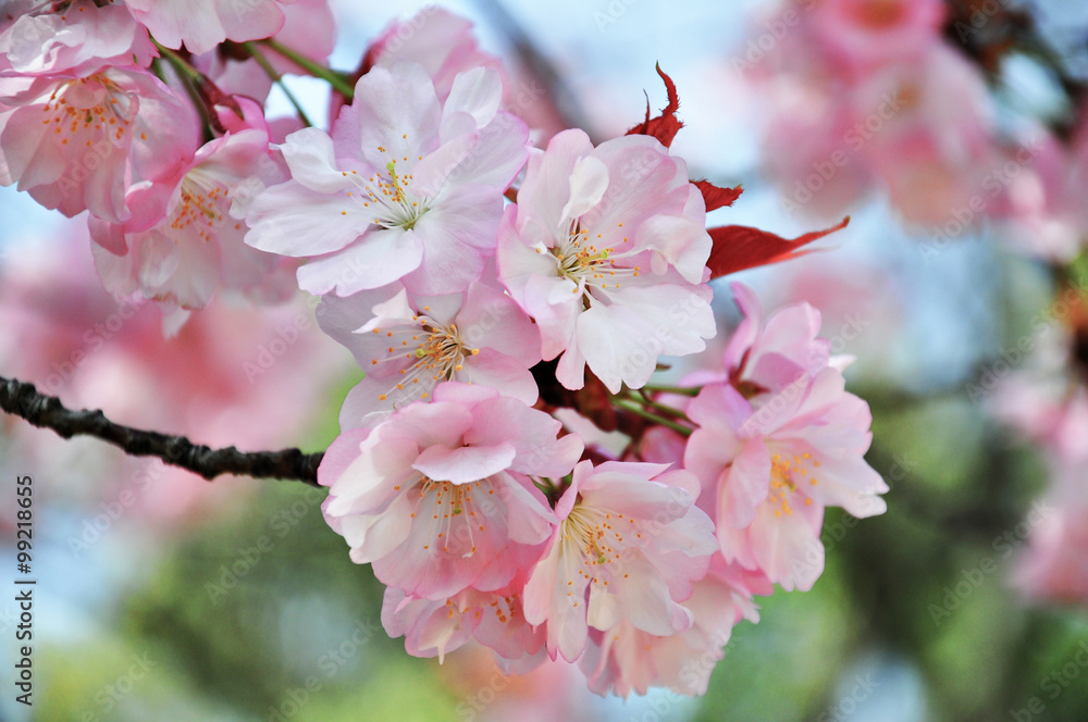 Obraz premium Closed-up cherry blossom