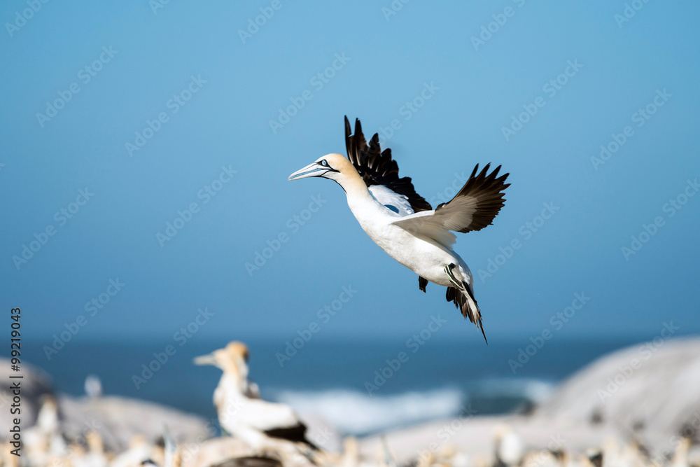 Obraz premium cape Gannet flying