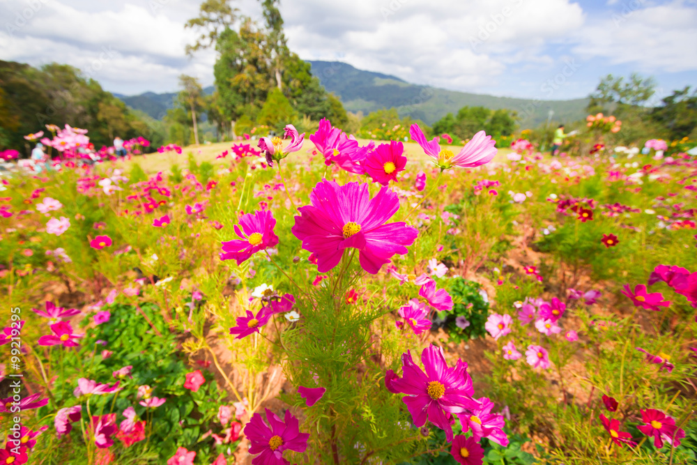 Obraz premium color pink chrysanthemums. Beautiful autumn floral background
