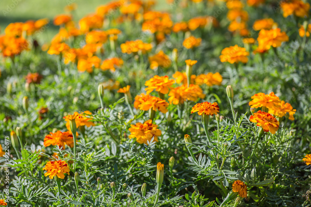 Orange Flower Garden