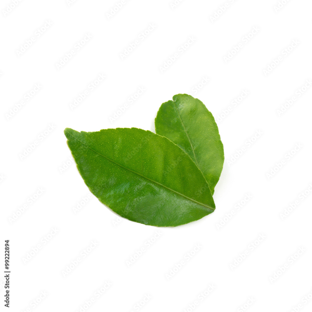 Lemon leaf isolate on white background (Lime's leaf) Lemon leaf isolate on white background (Lime's leaf)