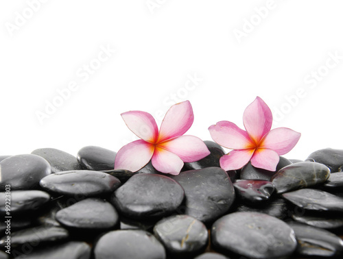 pink frangipani on black pebbles