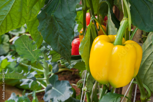 Yellow sweet peppers growing in the garden