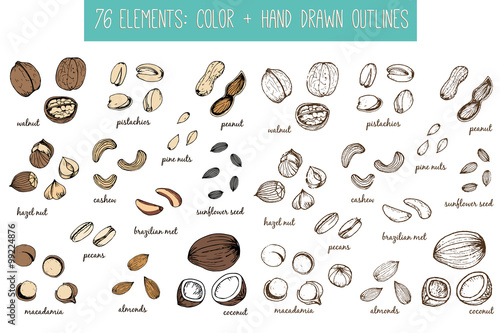 Set of nuts and seeds drawings. Sketches. Hand-drawing.