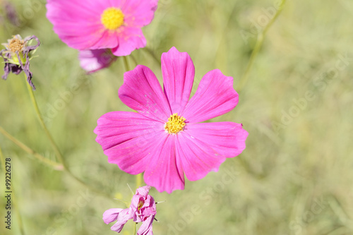 cosmos flower