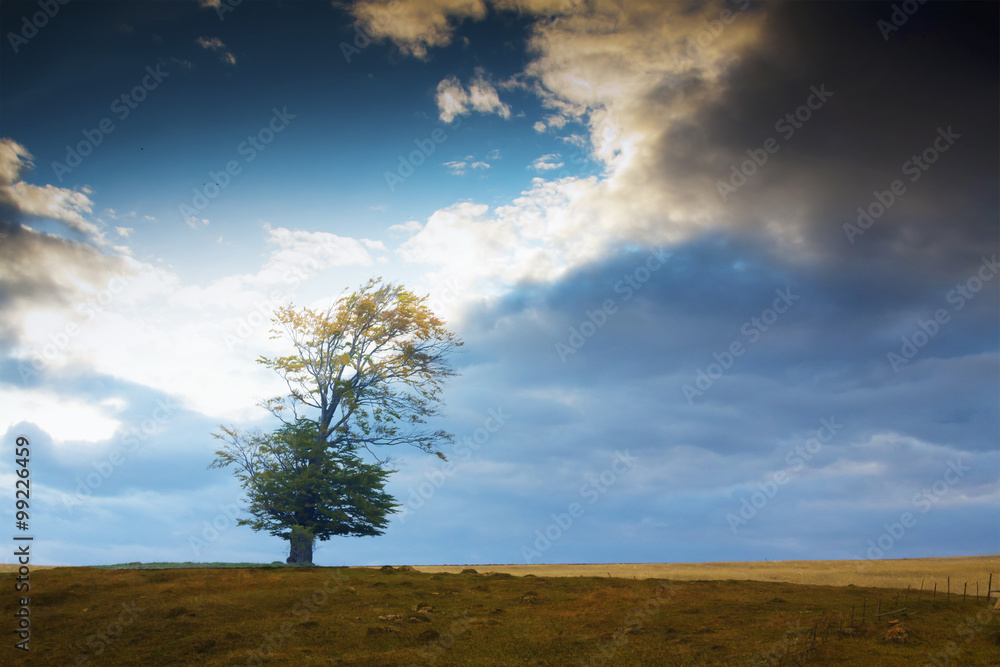 Lonely tree on the field with dramatic sky in the background