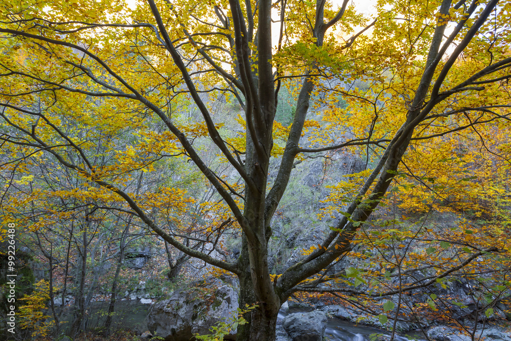 Beautiful tree in autumn colors