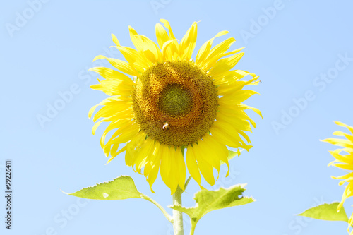 sun flower