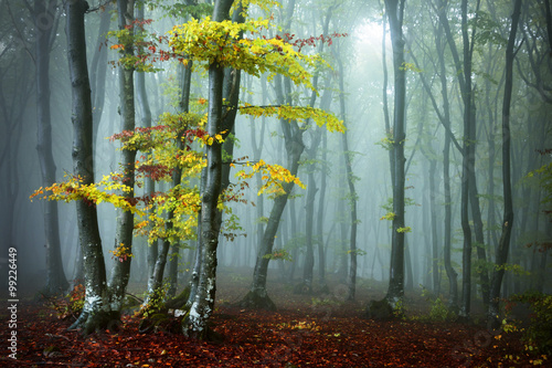 Group of trees inside foggy forest