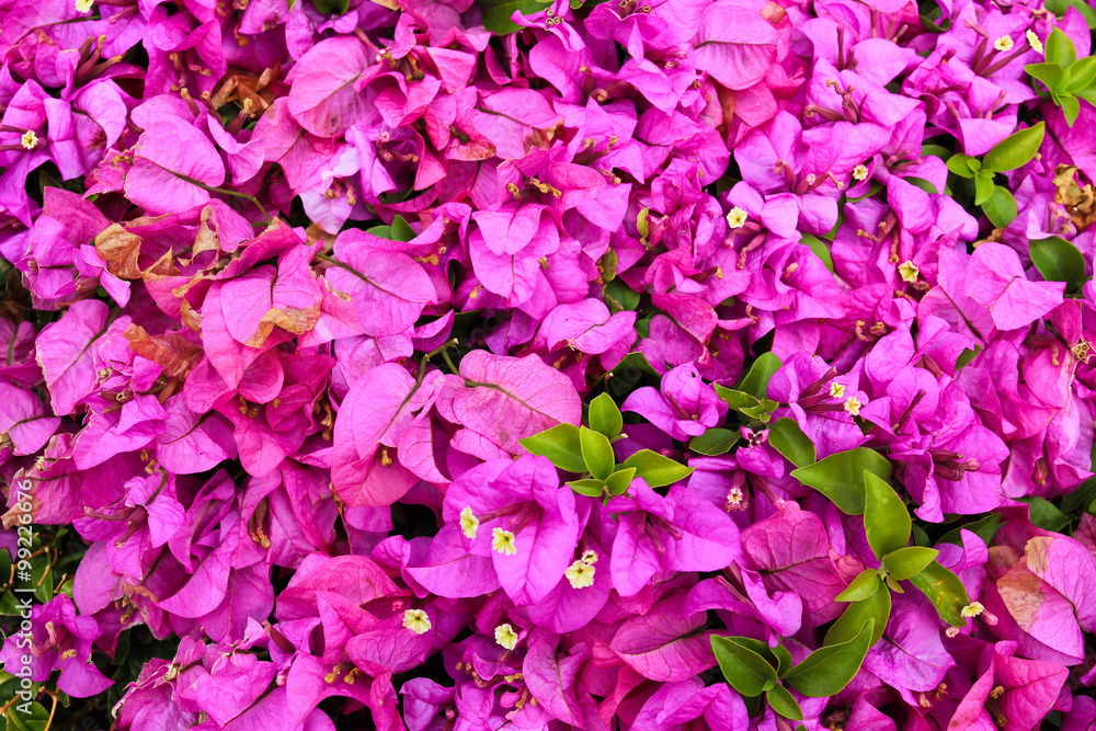 Bougainvillea flower Bougainvillea flower