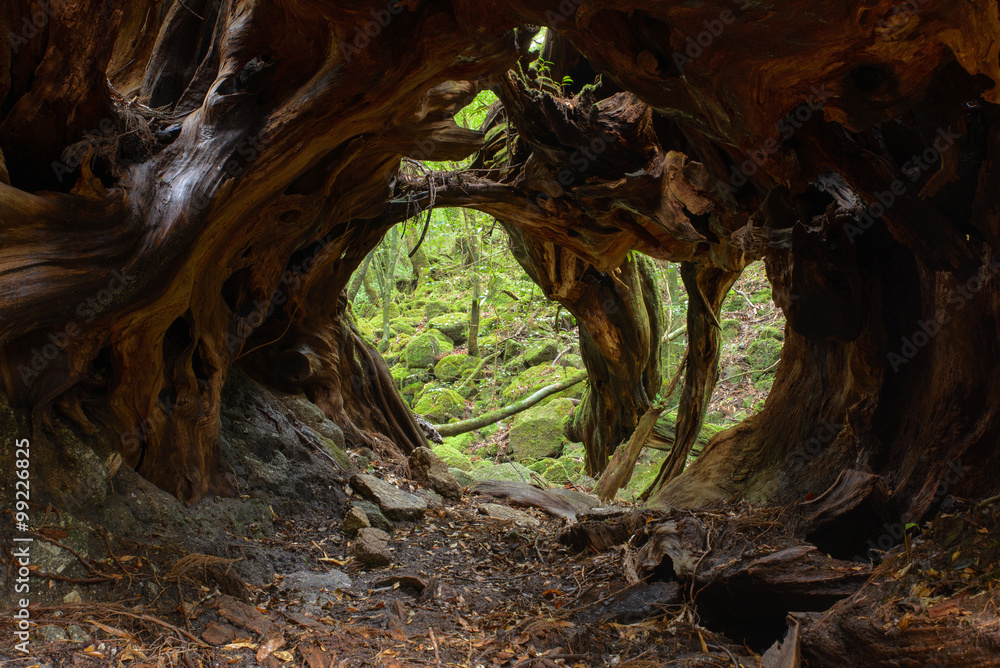 Tree tunnel  Yakushima